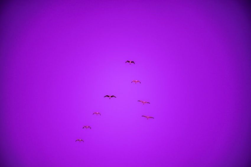 Photo Sneakers, Canyon Purple